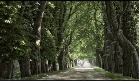 allee....jpg