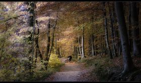 wald1.jpg